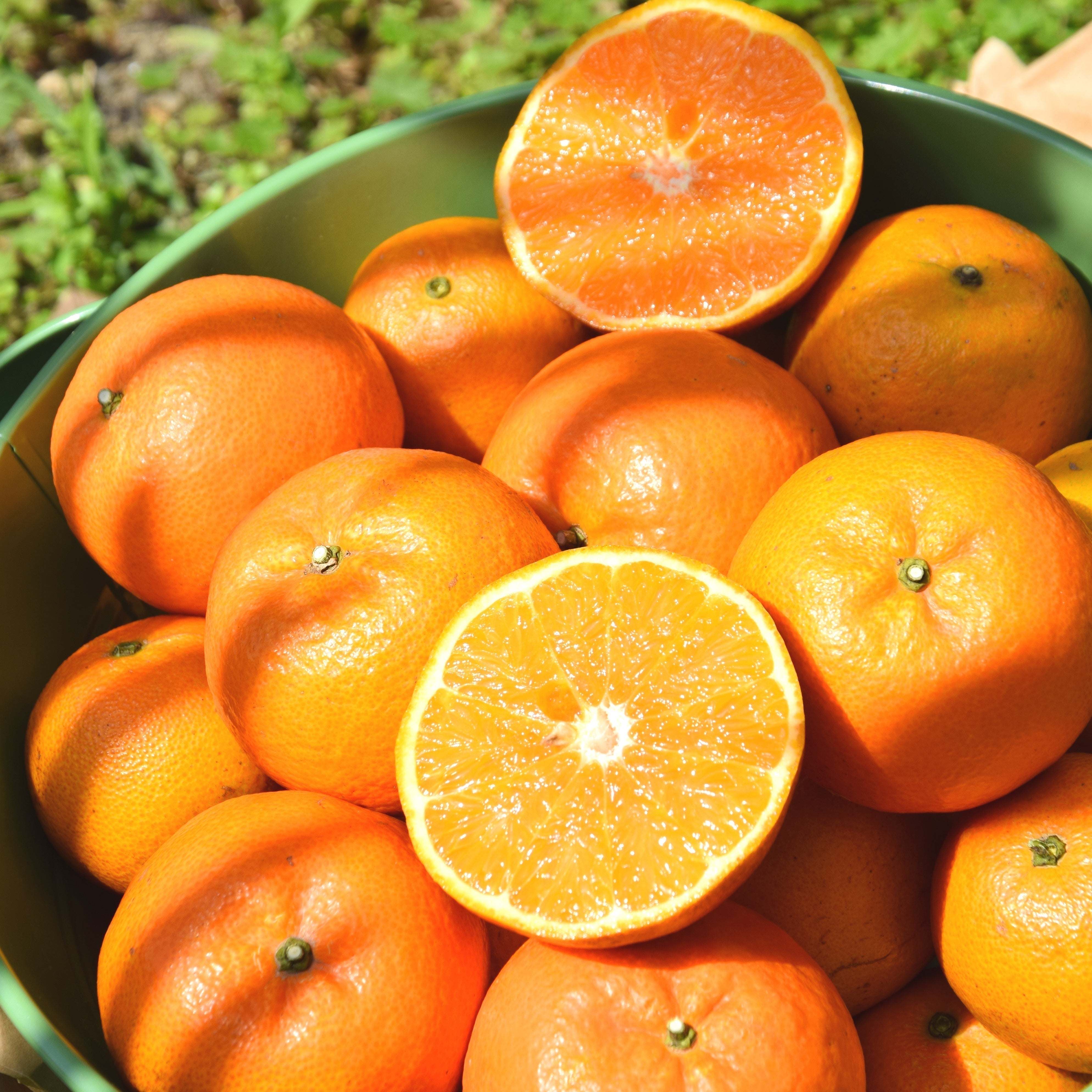 道の駅 とくのしまいちば｜今が旬のあま〜いタンカン♪｜世界自然遺産